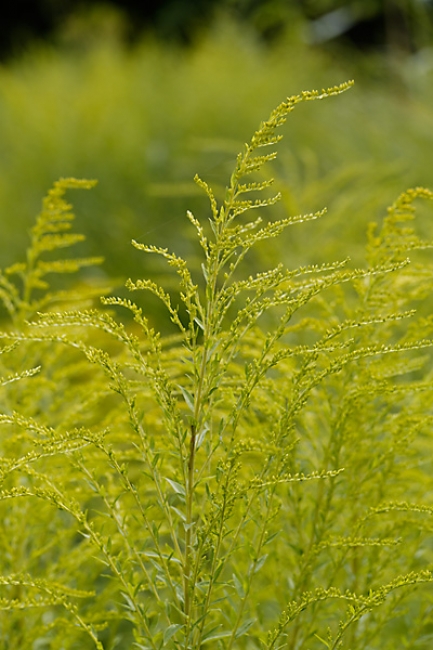 Jardin des Impressionnistes-110